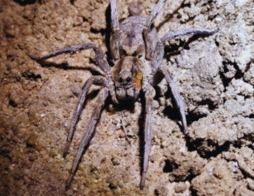 Wolf spider at Yala National park 